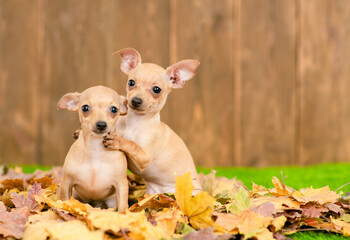 Two Toy terrier puppies sit on autumn leaf. Empty space for text