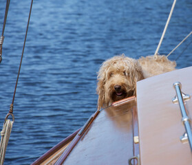 A hairy, messy apricot (sandy) cockapoo dog on the deck of a boat