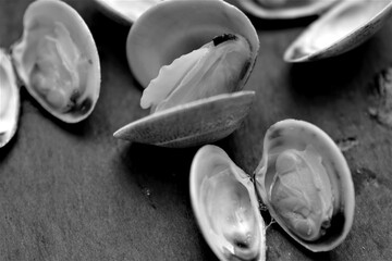 vongole veraci frutti di mare del mare mediterraneo