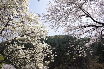 Tree and the  mountain
