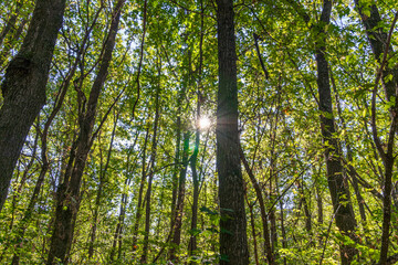 Obraz premium The rays of the bright autumn sun make their way through the leaves of the oak forest