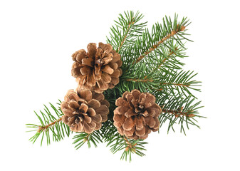 Obraz na płótnie Canvas Branch of fir tree and cone isolated on a white background