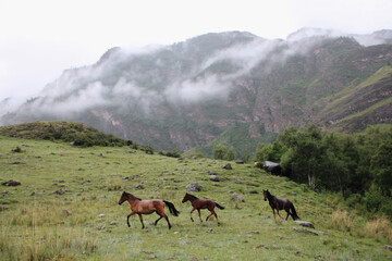 Melancholic sad landscape. A family of horses runs in the rain in the foggy Altai mountains. Atmospheric photography of nature. Rainy mood.  Wildlife. Travel across Russia