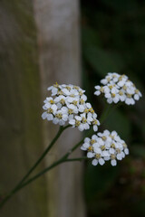 Close up of the white and yellow flowers on cow parsley (Anthriscus sylvestris)