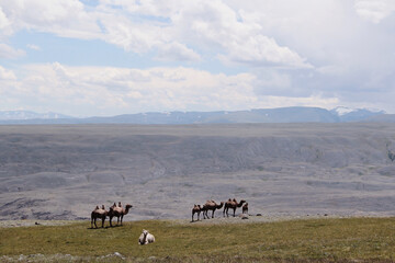 Altai desert steppe and a caravan of wild camels led by an albino camel