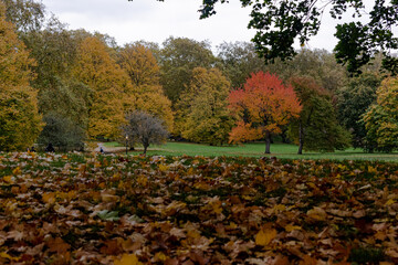 mezcla de colores, otoño con rasgos verde y amarillo 