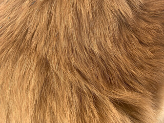 Close up of long orange fur