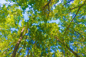Old big tree on color background with blue sky