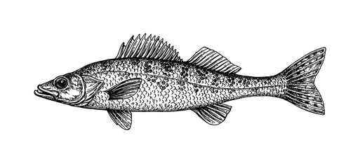 Walleye fish ink sketch - 387765761