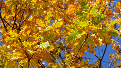 
Branches of trees with yellow foliage