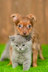 Toy terrier puppy hugs kitten on green summer grass and looks at camera