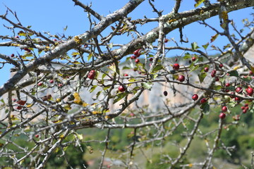 branch of a tree
