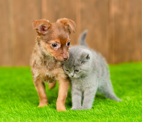 Naklejka na ściany i meble Friendly Toy terrier puppy and kitten stand together on green summer grass