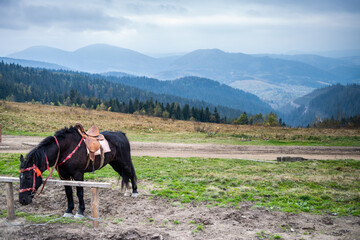 Horses on top of the mountain for tourists