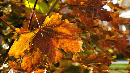 
Branches of trees with yellow foliage