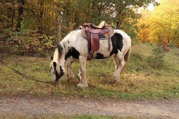 Horse in the forest in autumn / winter time with brown leaves and blurred background