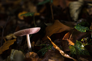 Pilze im Märchenwald