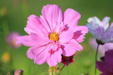 Obraz premium Wildflowers in the summer.