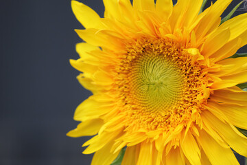Sunflower on a dark background.