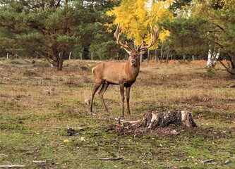 Deer in the forest in autumn / winter time with brown leaves 