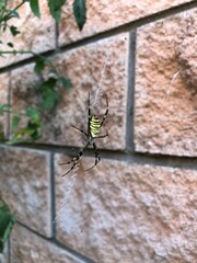wasp spider on a web