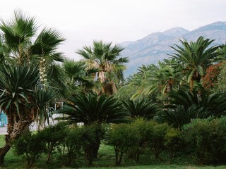Fototapeta na wymiar Palm forest with mountains in the background