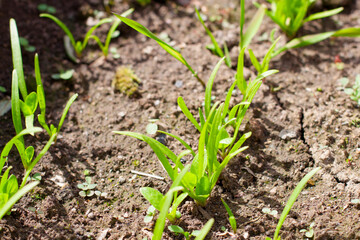 Young shoots of spinach in the vegetable garden. spinach bed.