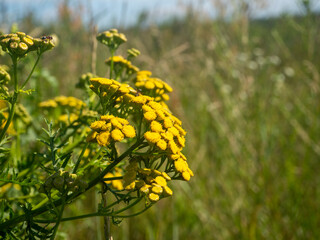 common tansy yellow field flower. Selective focus, blurred background