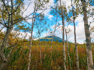 Marshy land with autumn colors (Tochigi, Japan)