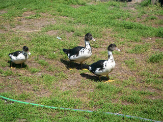 brown domestic ducks walk on the grass in the village in summer. Domesticated birds