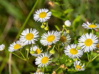 Chamomile flowers on blurred green background. Feld flowers