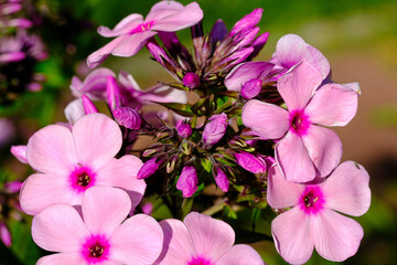 Single inflorescence of pink Phlox in the garden close up selective focus