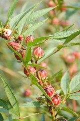 red roselle flower in nature garden