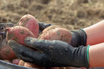 Hands Holding Freshly Harvested Potatoes