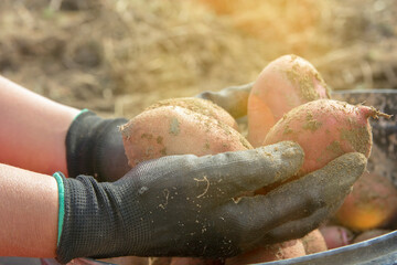 Potato Farming -  Hands Holding Freshly Harvested Potatoes
