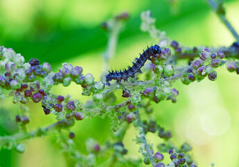 Single black furry caterpillar on the stem of a plant in the garden close up selective focus