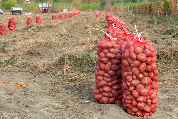 Potato Production - Rows of Potato Sacks in a Field