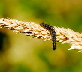 Single black furry caterpillar on the stem of a plant in the garden close up selective focus