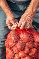 Farmer Harvesting Potatoes -  Fresh Organic Potatoes in Mesh Bag