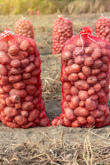 Potato Field With Sacks of Freshly Harvested Potato