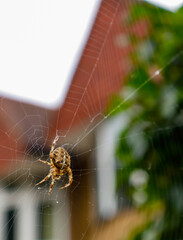 spider on web