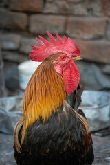 A rooster raised without cages in the Polish countryside looks for chickens during a beautiful summer © tikustw