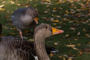 goose on the grass