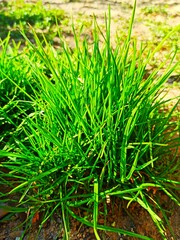 green grass on the ground