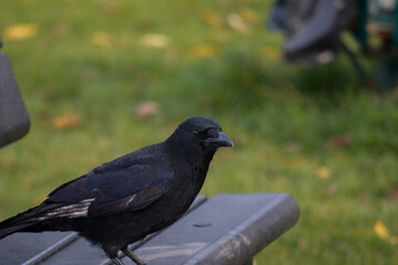 crow on church 
