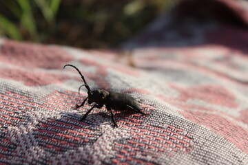 bug on the ground