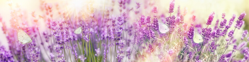 Fototapeta premium Selective focus on white butterfly on lavender, beauty in bature, beautiful flower in flower garden