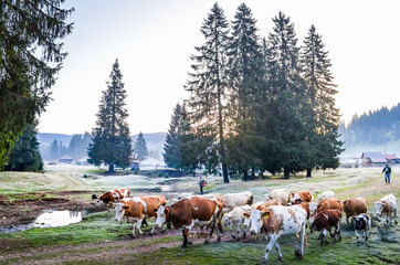 Fototapeta na wymiar Autumnal landscape with cows next to the forest in the morning
