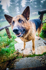 Funny face of a German Shepard dog watching into the camera. Dog smile in nature