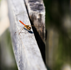 Red dragonfly on a wood